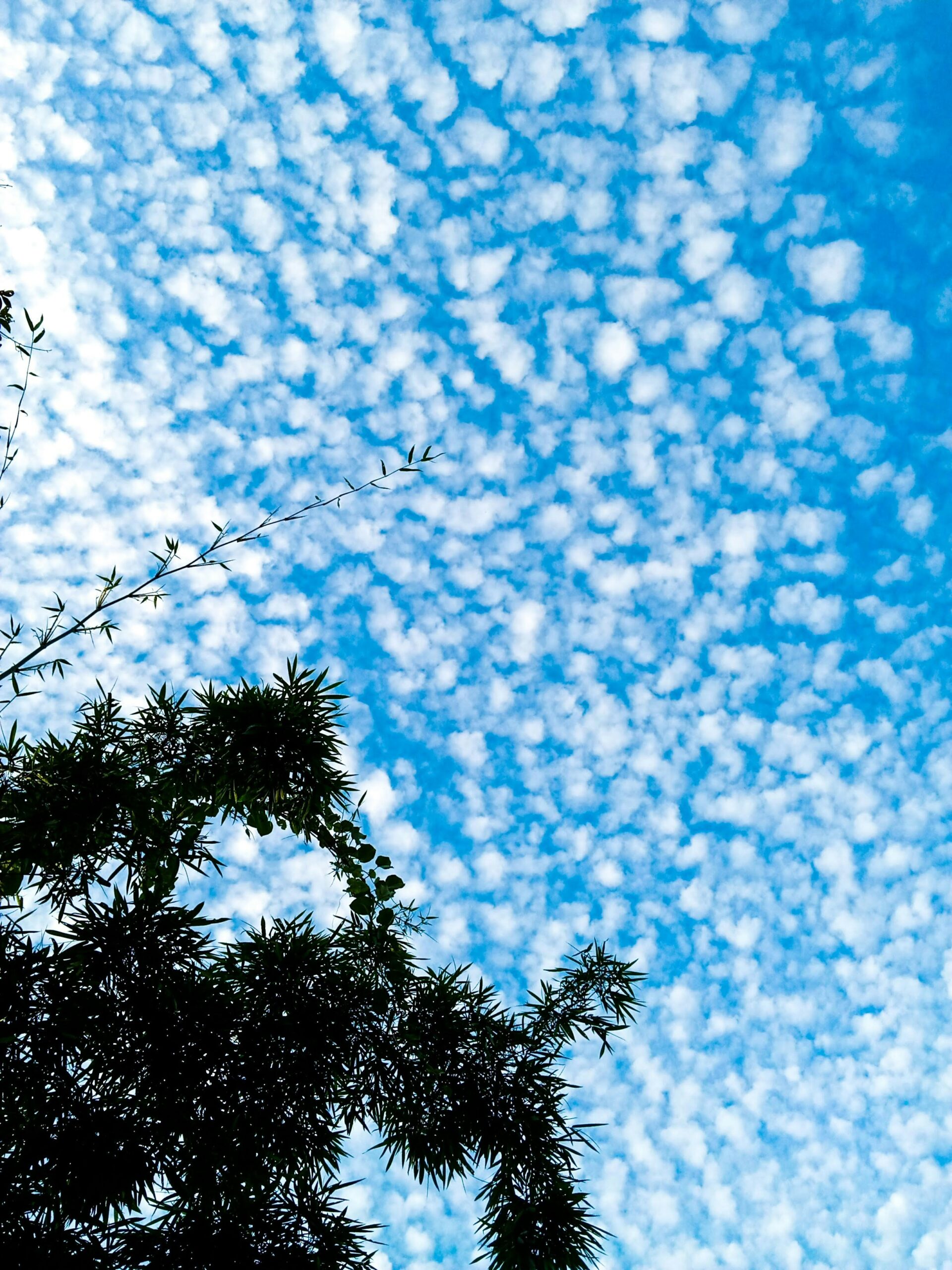 a blue sky with some clouds and some trees